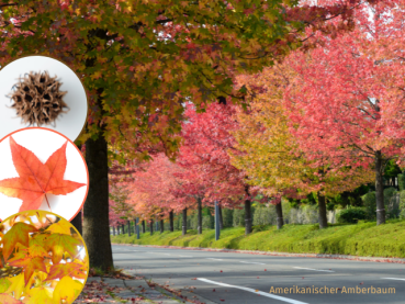 Liquidambar styraciflua - Amerikanischer Amberbaum